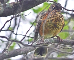 Turdus migratorius