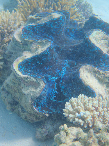 Photo of Fluted giant clam (Tridacna squamosa)