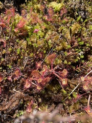 Drosera rotundifolia