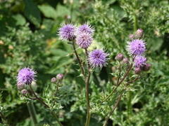 Cirsium arvense