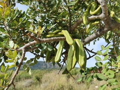 Ceratonia siliqua