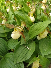 Cypripedium