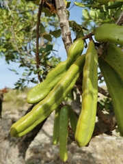 Ceratonia siliqua
