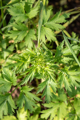 Ranunculus pensylvanicus