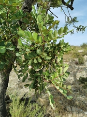 Ceratonia siliqua