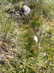 Eriophorum vaginatum