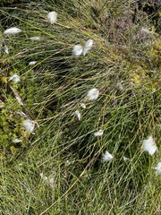Eriophorum vaginatum