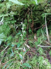 Platanthera brevicalcarata