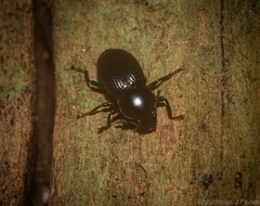 Hydissus feronioides