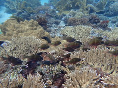 Ostorhinchus norfolcensis