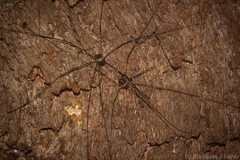 Neopantopsalis pentheter
