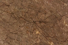 Neopantopsalis pentheter