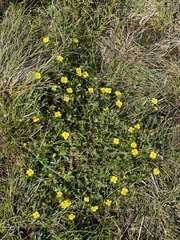 Potentilla erecta