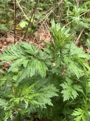 Artemisia vulgaris