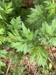 Artemisia vulgaris
