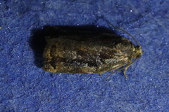 Archips oporana