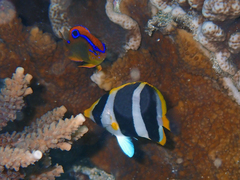 Chaetodon tricinctus