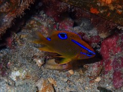 Neoglyphidodon polyacanthus