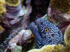 Gymnothorax annasona