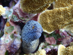 Gymnothorax annasona