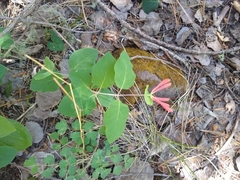 Lonicera arizonica
