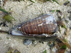 Conus litteratus