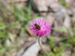 Eristalis cryptarum