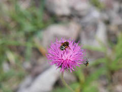 Eristalis cryptarum