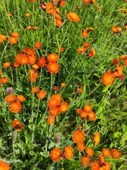 Pilosella aurantiaca
