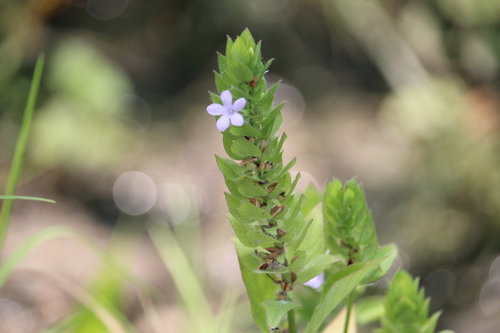 Ruellia blechum