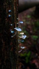 Mycena cyanocephala