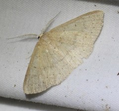 Cyclophora obstataria