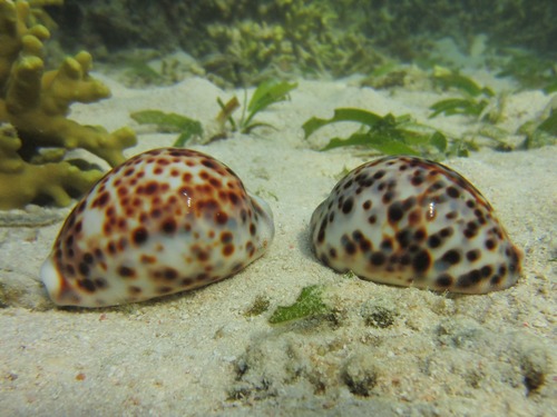 Cypraea tigris observed 2014-06-17