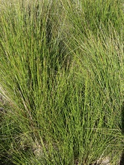 Juncus effusus