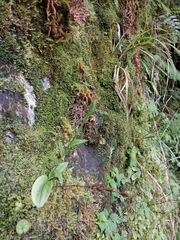 Platanthera brevicalcarata