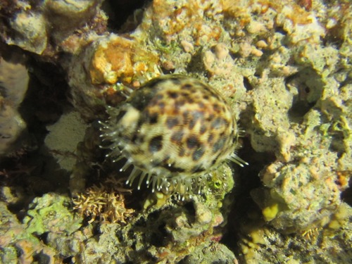 Cypraea tigris observed 2014-06-21