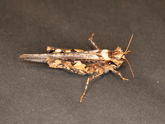 Acrotylus insubricus