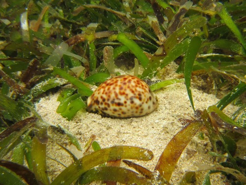 Cypraea tigris observed 2014-06-24