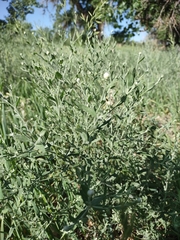 Leuzea repens
