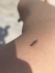 Insecta