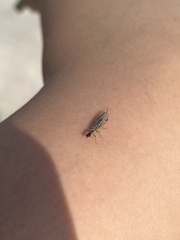 Insecta