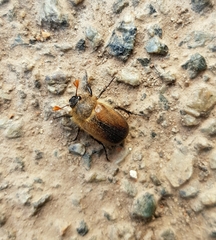 Amphimallon ruficorne