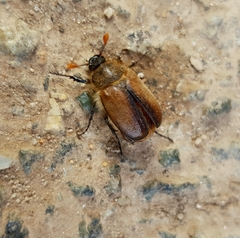 Amphimallon ruficorne