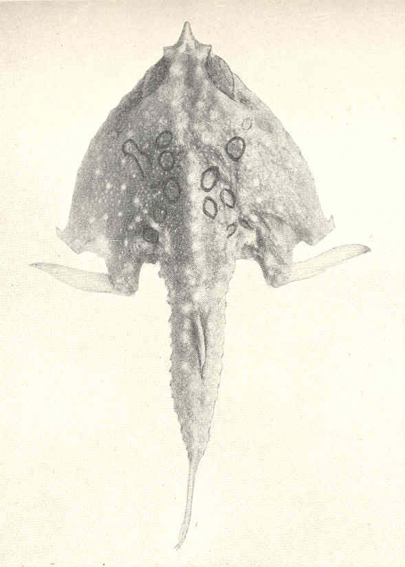 Ring Triangular Batfish