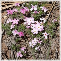 Phlox stansburyi