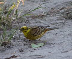 Emberiza citrinella