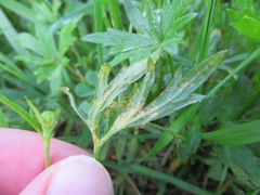 Aecidium ranunculi-acris