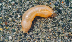 Leptosynapta clarki