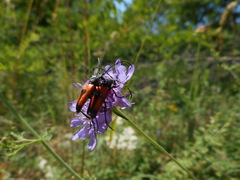 Stictoleptura cordigera