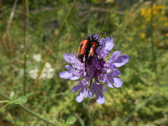 Stictoleptura cordigera